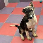 ACE: Qiyara is een actieve pup, Dieren en Toebehoren, Honden | Niet-rashonden, Particulier, Rabiës (hondsdolheid), 8 tot 15 weken