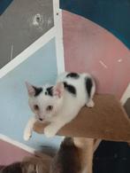 Jonge katers, Meerdere dieren