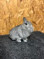 Kleurdwerg Chinchilla Voedster (dwergkonijn), Dieren en Toebehoren, Konijnen, Vrouwelijk, Dwerg, 3 tot 5 jaar