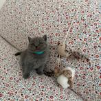 Britse korthaar kitten, Dieren en Toebehoren, Katten en Kittens | Raskatten | Korthaar, Kater, Ontwormd, 0 tot 2 jaar