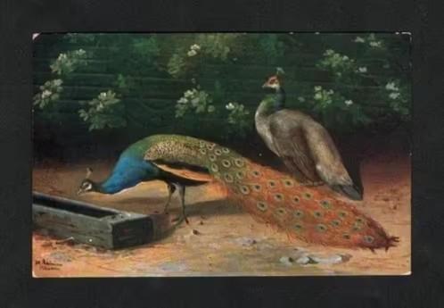 Amsterdam Woltman Elpers De Vergulde Hand Scheerzeep, Pauw., Verzamelen, Ansichtkaarten | Dieren, Gelopen, Voor 1920, Vogel, Ophalen of Verzenden