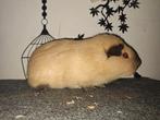 California crème/ zwarte aftekening beer, Dieren en Toebehoren, Knaagdieren, Juni, Mannelijk, Cavia
