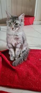 Prachtige mainecoon KATERTJES, Dieren en Toebehoren, Katten en Kittens | Raskatten | Langhaar, Meerdere dieren, Ontwormd