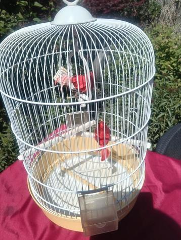 Kanarie of Parkieten vogelkooi  beschikbaar voor biedingen