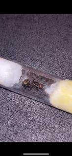 Messor barbarus Queens / mieren ant kolonie, Dieren en Toebehoren, Bijen