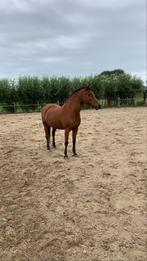 Verzorgster gezocht, Dieren en Toebehoren, Verzenden, Nieuw