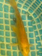 Koi, Karper of Koi