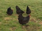ZWARTE KIPPEN, Dieren en Toebehoren, Pluimvee, Vrouwelijk, Kip