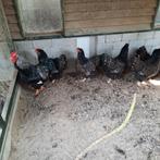 Kippen, Dieren en Toebehoren, Pluimvee, Vrouwelijk, Kip