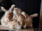 Angora konijn, angorakonijn, baby konijn, Dieren en Toebehoren, Vrouwelijk, Middelgroot, 0 tot 2 jaar