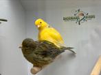 Fife fancy kanarie, Dieren en Toebehoren, Vogels | Kanaries, Meerdere dieren, Postuurkanarie