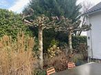 Volwassen dakplatanen, Tuin en Terras, Bloeit niet, Dakboom, 250 tot 400 cm, Ophalen