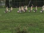 Knobbelganzen, Dieren en Toebehoren, Pluimvee, Meerdere dieren, Gans of Zwaan