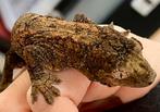 M Chahoua, pi, Dieren en Toebehoren, Hagedis, 0 tot 2 jaar