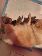 Mooie pomeriaan  puppy's, Dieren en Toebehoren, Overige rassen, Meerdere, Meerdere dieren, Nederland