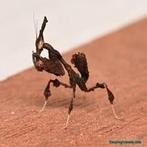 Gezocht Phyllocrania paradoxa, Januari, Meerdere dieren