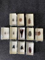 Insecten in hars, Ophalen of Verzenden, Zo goed als nieuw, Paard, Beeldje of Figuurtje