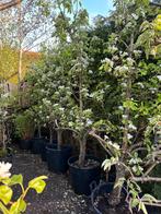 oude perenbomen laagstam €110,- per stuk +-2,5 m hoog, Tuin en Terras, Planten | Bomen, Ophalen, Halfschaduw, Overige soorten