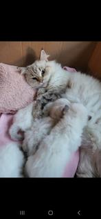 Knappe ragdoll kitten te koop, Dieren en Toebehoren, Katten en Kittens | Raskatten | Langhaar, Poes, Ontwormd