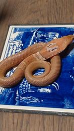 Naja kaouthia morphs, Dieren en Toebehoren, Reptielen en Amfibieën, Slang, 0 tot 2 jaar