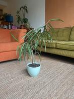 Ficus Alii, Huis en Inrichting, Kamerplanten, Ophalen, Ficus, 100 tot 150 cm, Halfschaduw