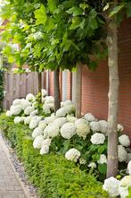 Aanbieding mooie planten  sneeuwbalhortensia Annabelle, Haag, Minder dan 100 cm, Ophalen of Verzenden, Hortensia