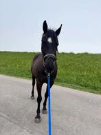 Verzorger/bijrijder gezocht, Dieren en Toebehoren, Paarden en Pony's | Overige Paardenspullen, Ophalen of Verzenden