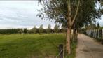 Betrouwbare oudere stalhulp gezocht, Dieren en Toebehoren, Stalling en Weidegang