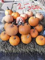 Pompoenen en kalebassen, Tuin en Terras, Overige Tuin en Terras, Ophalen, Nieuw