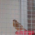 Kanarie man., Dieren en Toebehoren, Vogels | Kanaries, Mannelijk