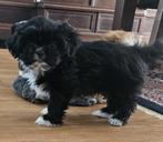 Boomer ( Shitzu/Maltezer), Rabiës (hondsdolheid), Overige rassen, 8 tot 15 weken, Teef