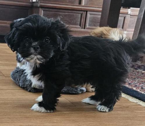 Boomer ( Shitzu/Maltezer), Dieren en Toebehoren, Honden | Chihuahua's en Gezelschapshonden, Teef, Overige rassen, Particulier
