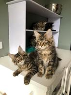 Prachtige raszuivere XXL Maine Coon kittens met stamboom, Dieren en Toebehoren, Meerdere dieren