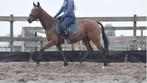 Superbraaf gereden,  knappe 5,5 -jarige  ruin, Dieren en Toebehoren, Paarden, Minder dan 160 cm, B, Gechipt, Ruin