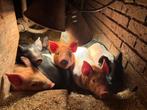 Husumer biggen, Dieren en Toebehoren, Schapen, Geiten en Varkens, Meerdere dieren, Varken, 0 tot 2 jaar
