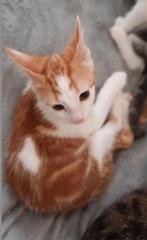 Katertjes, Dieren en Toebehoren, Poes