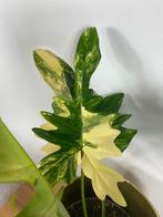 Philodendron Mayoi x Florida Beauty Variegata Kruising, Huis en Inrichting, Kamerplanten, Ophalen of Verzenden, Overige soorten