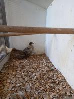 Chin. dwergkwartels en zebravinken, Dieren en Toebehoren, Vogels | Overige Vogels, Meerdere dieren, Tropenvogel, Geringd