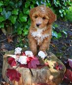 Mini Cockapoo/ labradoodle pups, abrikoos. gezin opgegroei, Dieren en Toebehoren, Honden | Retrievers, Spaniëls en Waterhonden