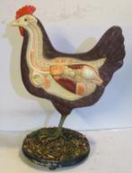 vintage anatomisch model van een kip met ingewanden, Verzenden