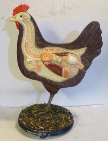 vintage anatomisch model van een kip met ingewanden beschikbaar voor biedingen