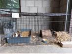 Ren (met deksel), Ophalen, 60 tot 90 cm, Cavia, Ren