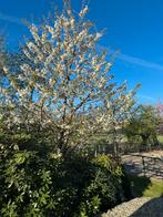 bijbaan als stalhulp op een pensionstal/paddock paradise?, Dieren en Toebehoren, Stalling