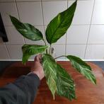 variegated lepelplant vredeslellie peacelilly variegata, Huis en Inrichting, Kamerplanten, Overige soorten, Minder dan 100 cm