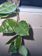 Hoya lacunosa asami wonosobo variegata, Huis en Inrichting, Ophalen of Verzenden, Halfschaduw, Minder dan 100 cm