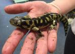 Gele tijger salamander | Ambystoma tigrinum