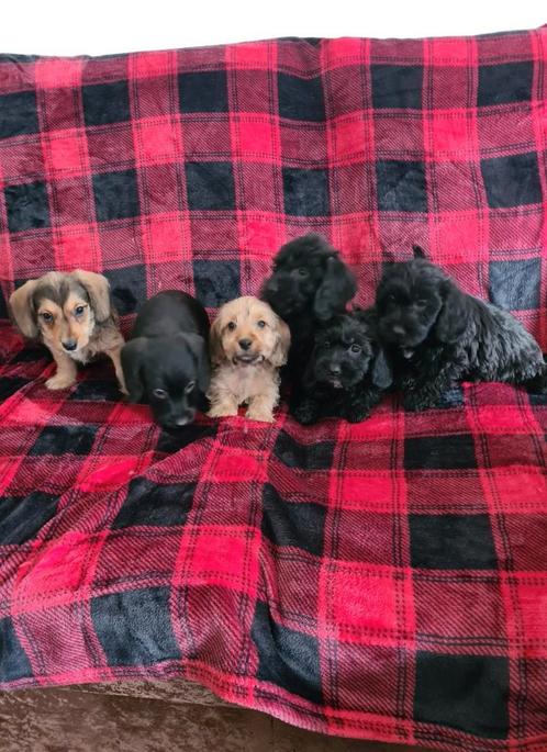 dwergteckel x dwergpoedel pups,  doxipoo!, Dieren en Toebehoren, Honden | Teckels en Dashonden, Meerdere dieren, Fokker | Hobbymatig