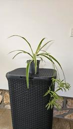 Graslelie met baby's, Ophalen, Overige soorten, Halfschaduw, In pot