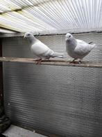 Markplaats, Dieren en Toebehoren, Vogels | Duiven, Meerdere dieren, Postduif