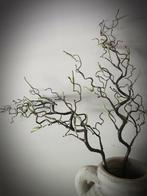Kunst corylus contorta  - kronkel hazelaar, Ophalen of Verzenden, Nieuw